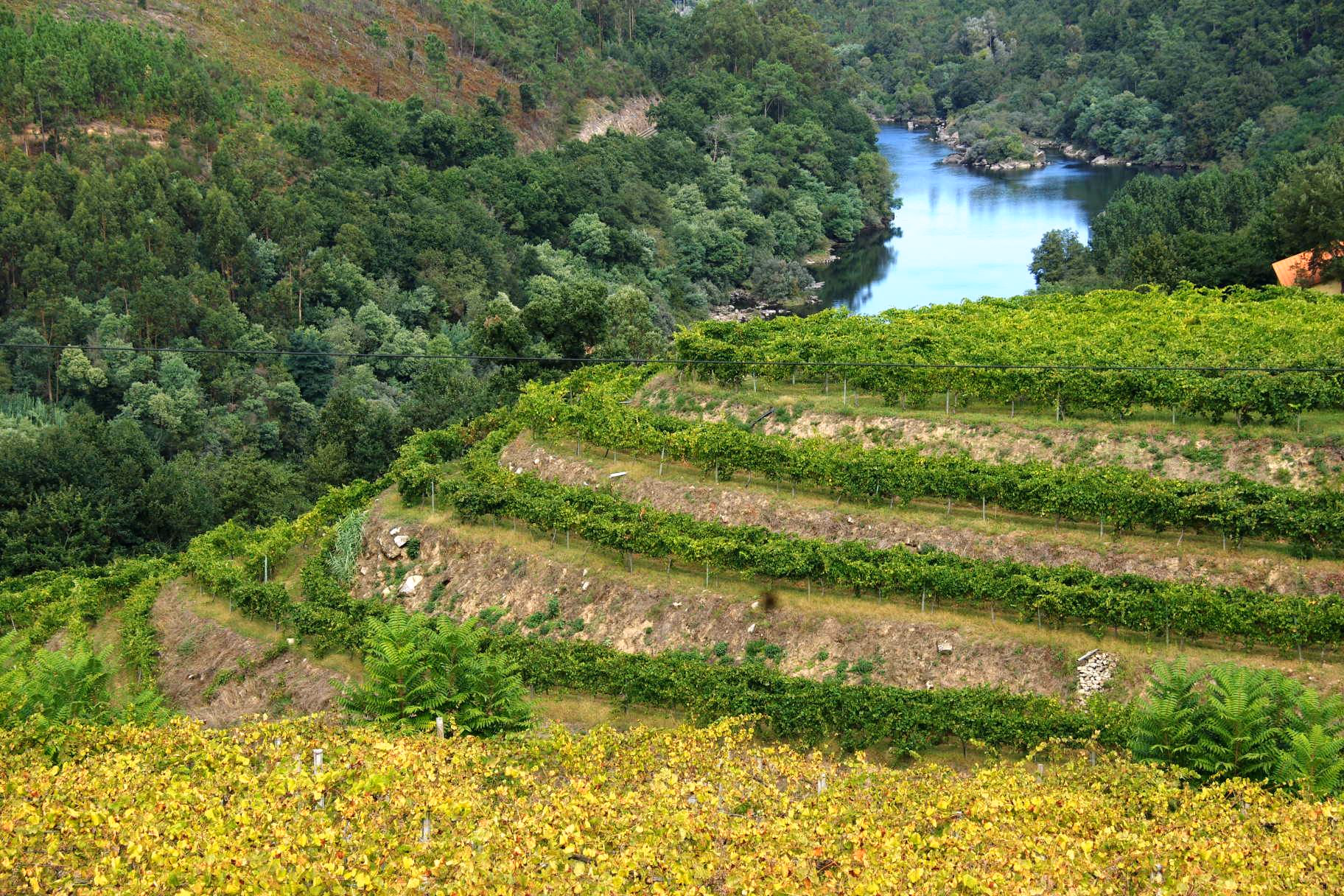 Tour Vinho Alvarinho e Melgaço - Image 2