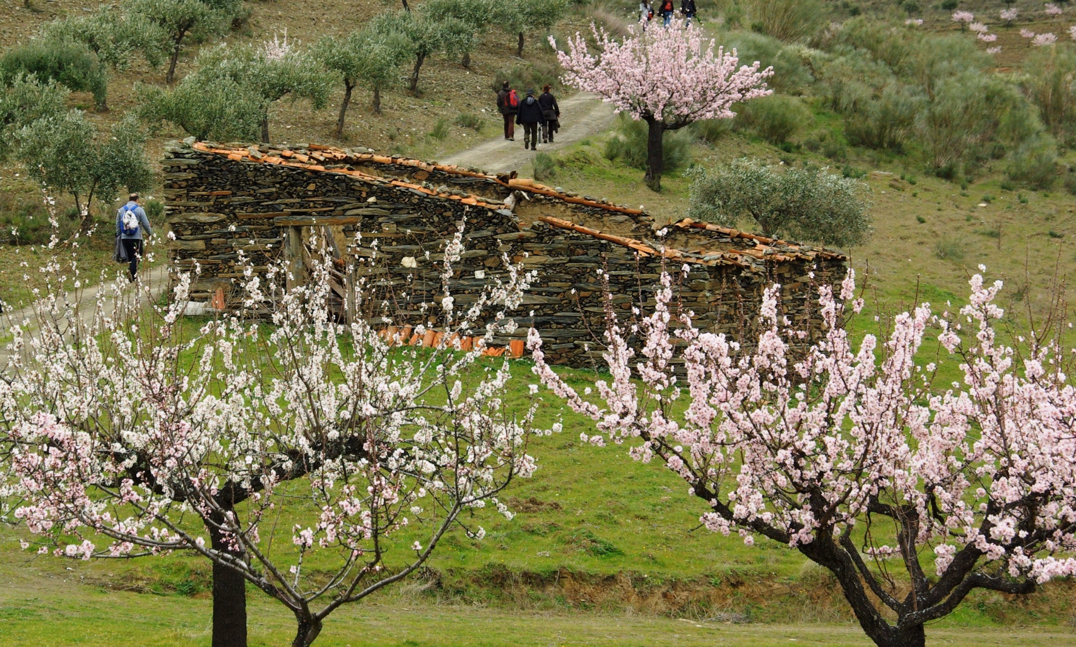Amendoeiras em Flor - Image 2